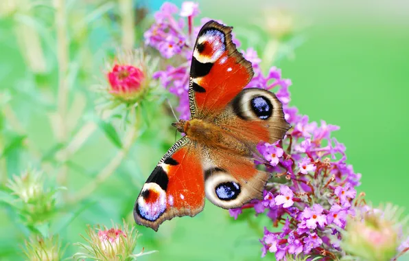 Картинка цветы, бабочка, краски, крылья, растения, окрас, яркость