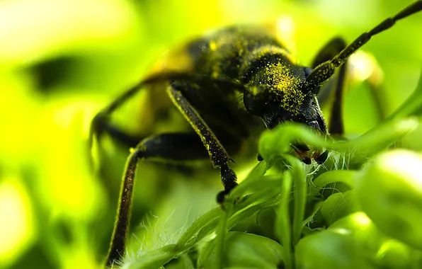 Картинка макро, насекомые, природа
