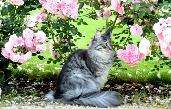 Кошка, лето, кот, взгляд, морда, цветы, ветки, природа