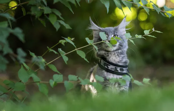 Кошка, взгляд, листья, ветки, природа, котенок, серый, куст