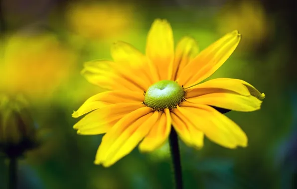Картинка цветок, жёлтый, боке