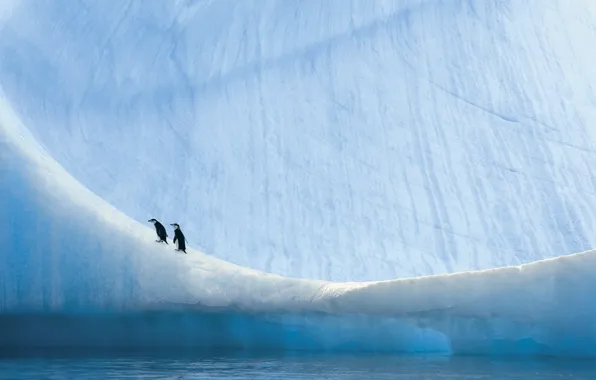 Картинка природа, пингвины, Антарктика