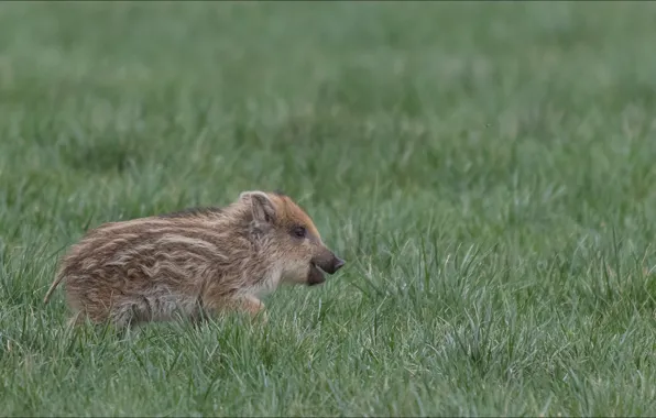 Свинья, кабан, детёныш, wild, дикое животное, pig, поросёнок, boar