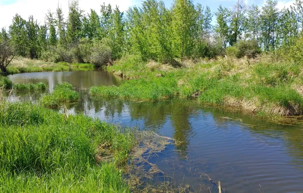 Green, grass, forest, river, trees, water, pond, stream