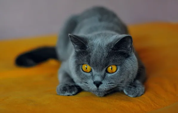 Кошка, кот, взгляд, серый, кровать, лежит, мордашка, желтый фон