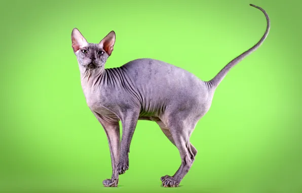 Кошка, кот, поза, серый, стоит, зеленый фон, сфинкс