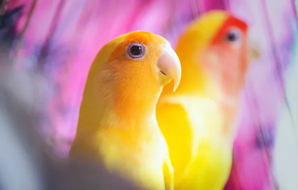 Птицы, фон, желтые, попугаи