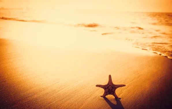Песок, пляж, beach, sunset, sand, starfish