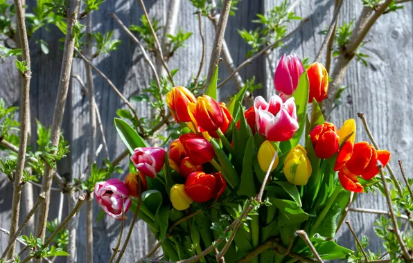 Картинка букет, весна, тюльпаны