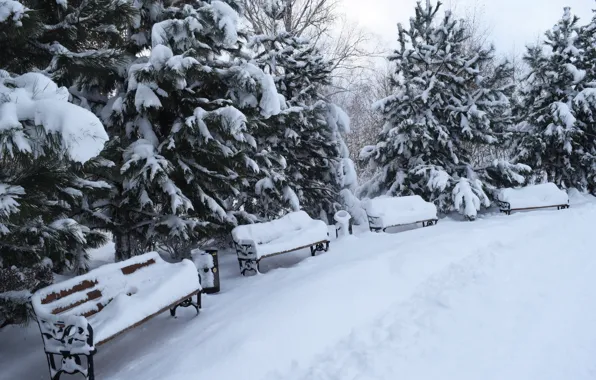 Картинка зима, снег, деревья, пейзаж, скамейка, парк, елки, trees