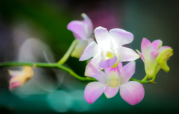 Цветы, природа, растение, лепестки