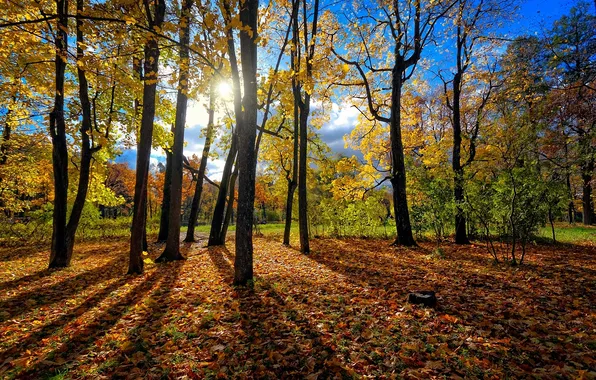Картинка осень, лес, листья, солнце, деревья, стволы