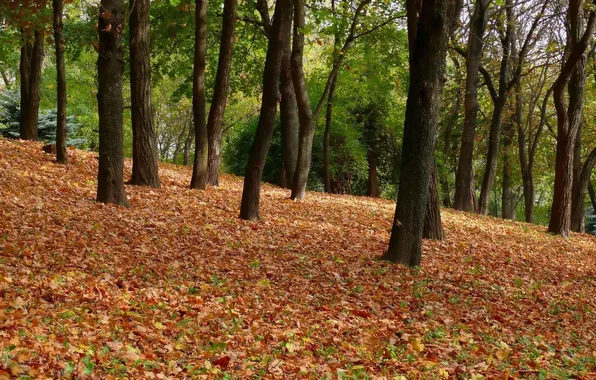 Картинка Природа, Осень, Деревья, Лес, Листья, Парк, Пейзаж, Листва