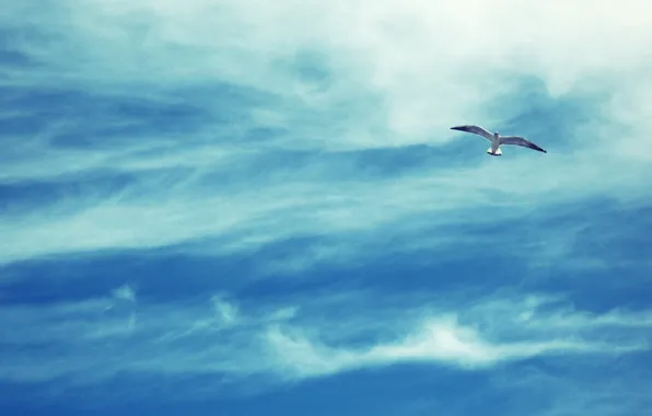 Картинка небо, облака, фото, птица, чайка, полёт