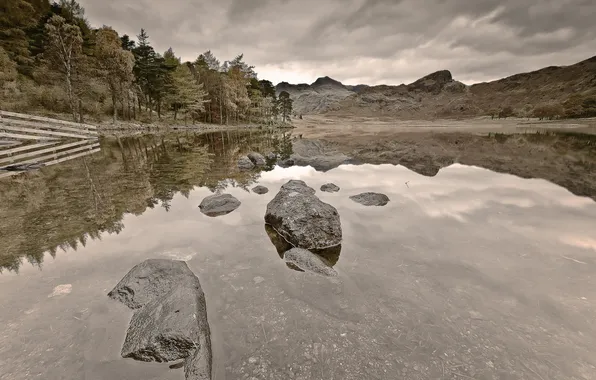Лес, пейзаж, озеро