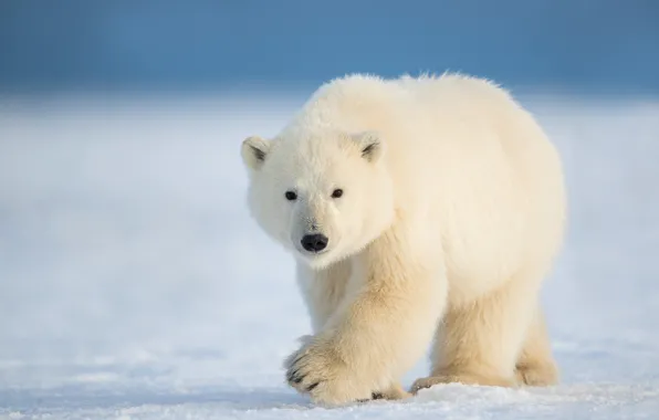 Картинка зима, снег, природа, белый медведь