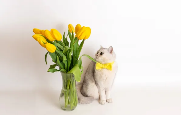 Кошка, белый, кот, взгляд, цветы, поза, букет, желтые