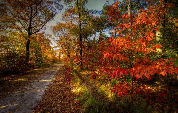 Картинка дорога, осень, лес, небо, деревья, пейзаж, природа