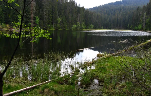 Картинка лес, горы, Чехия, Шумава, Богемия, narodni park Šumava, озеро Лака, Laka