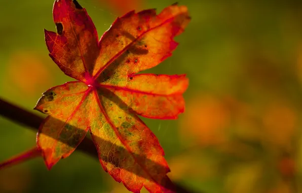 Картинка осень, макро, свет, яркий, лист, цвет, тень