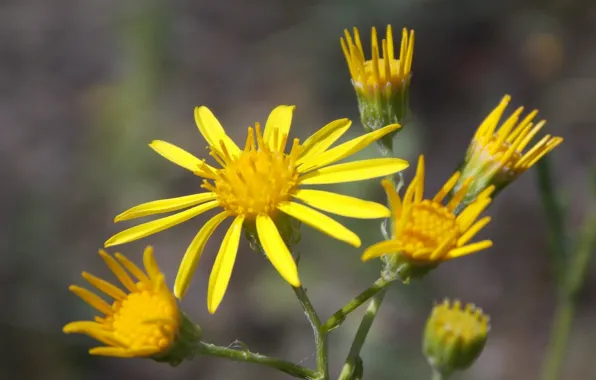Цветок, макро, flower, beautifull