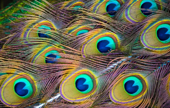 Colors, feathers, peacock