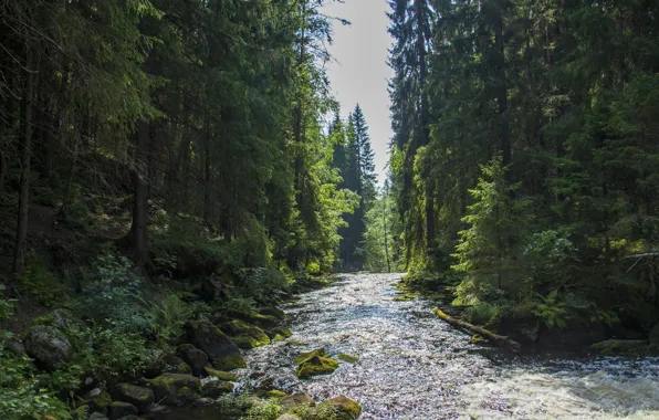 Лес, река, карелия