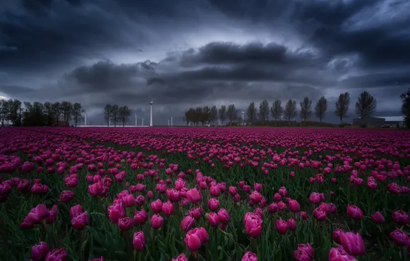 Картинка поле, небо, цветы, тучи, весна, тюльпаны