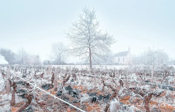 Зима, иней, туман, виноградник