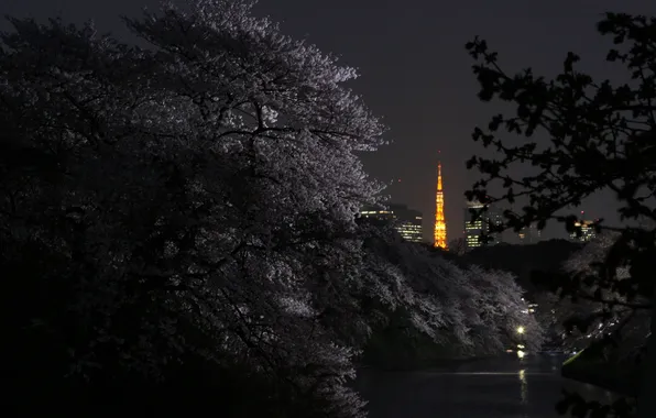 Ночь, река, весна, Город, сакура, Токио, цветение