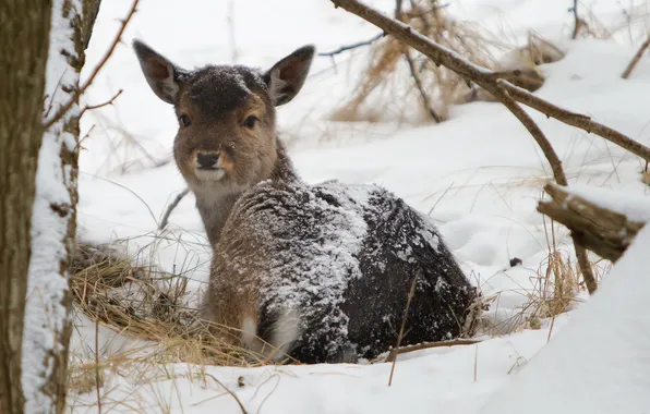 Картинка зима, природа, Joung deer