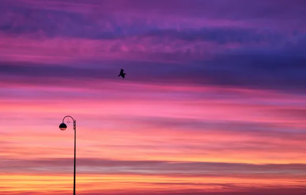 Картинка небо, закат, природа, птица