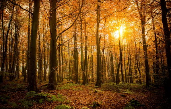 Картинка осень, лес, листья, солнце, свет, деревья, ветки, природа