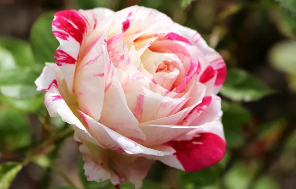 Роза, цветение, Roses
