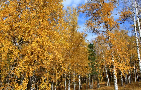 Осень, деревья, природа, фото, березы, Россия