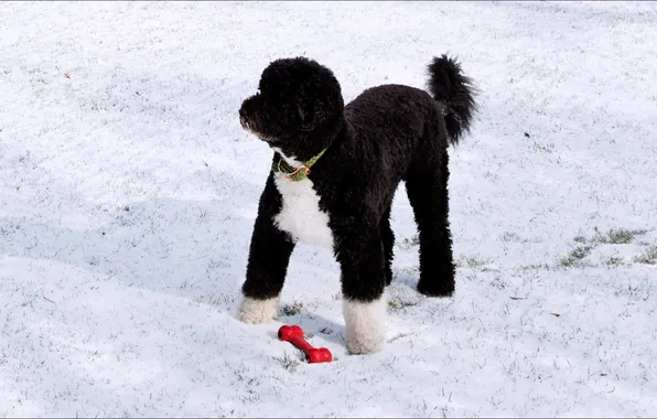 Картинка dog, winter, Washington, player)