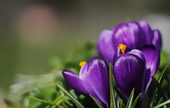 Макро, фон, крокус, шафран, Crocus