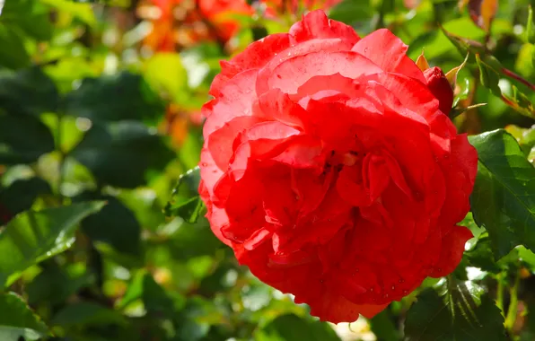 Rose, flower, blooming