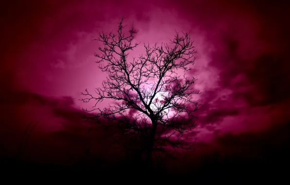 Картинка небо, ночь, дерево