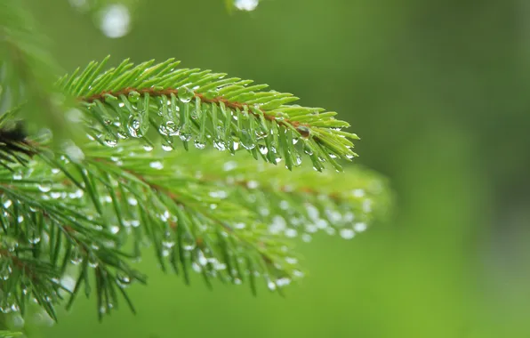 Drops, spruce, twig