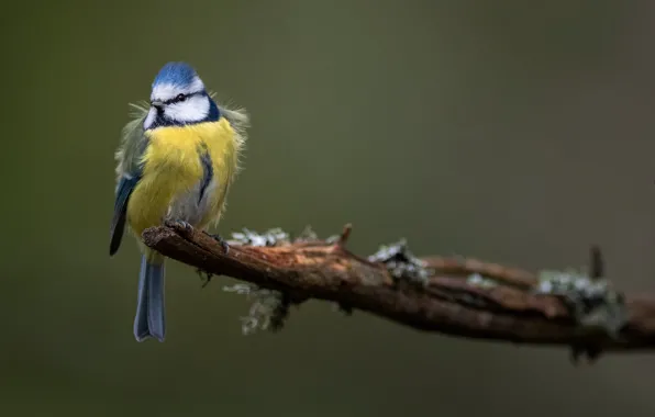 Картинка птица, ветка, лазоревка, синяя синица