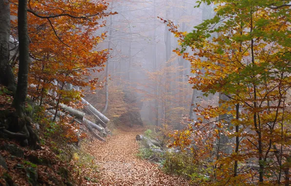 Картинка осень, лес, листья, деревья, туман, путь, дерево, листва