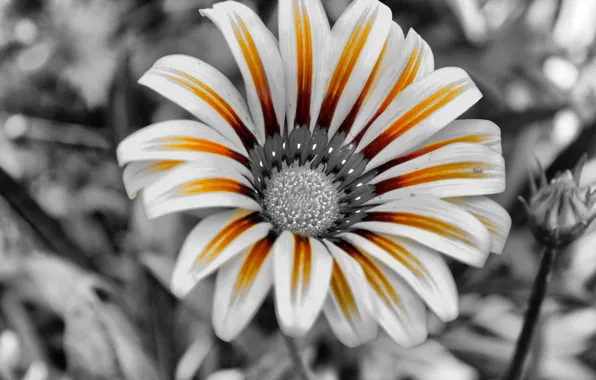 Картинка цветок, черно-белая, лепестки