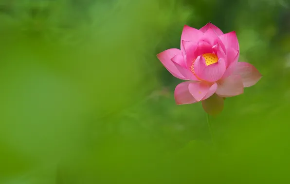 Картинка цветок, розовый, лепестки, лотос