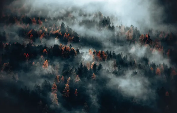 Nature, Wood, Autumn, Fog, Trees, Eberhard Grossgaesteiger