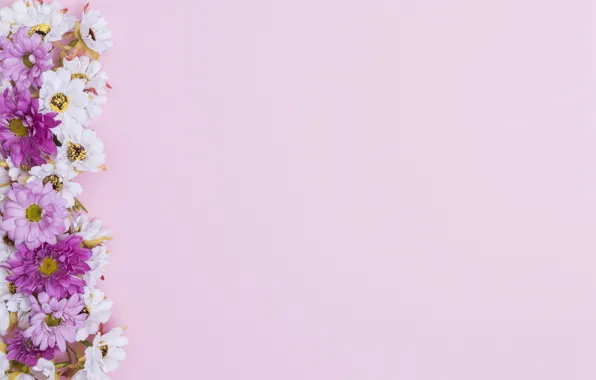 Картинка цветы, розовый фон, хризантемы