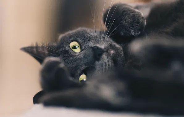 Кошка, кот, взгляд, поза, портрет, мордашка