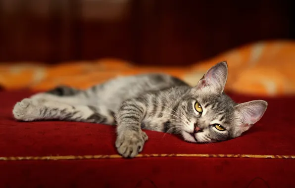 Кошка, взгляд, поза, котенок, серый, кровать, матрац, мордочка