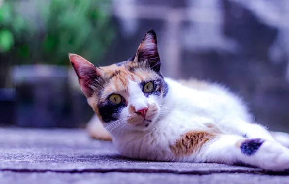 Кошка, взгляд, морда, поза, сад, лежит, сиреневый фон, пятнистая
