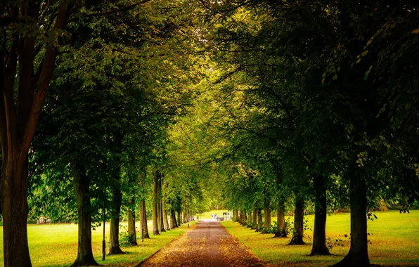 Картинка дорога, листья, деревья, парк, Англия, желтые, зеленые, Великобритания
